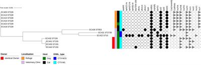 High Prevalence of blaCTXM–1/IncI1-Iγ/ST3 Plasmids in Extended-Spectrum β-Lactamase-Producing Escherichia coli Isolates Collected From Domestic Animals in Guadeloupe (French West Indies)